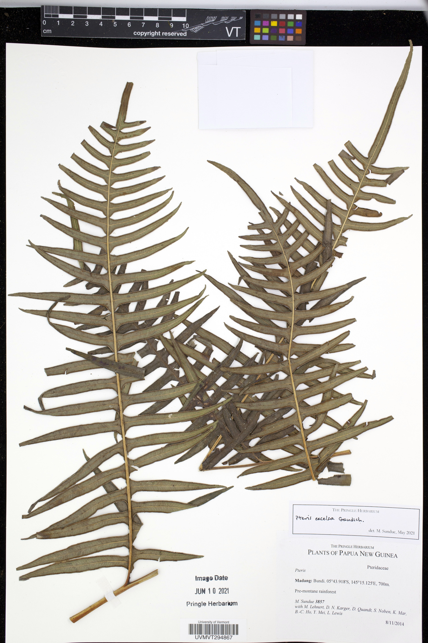 Pteris excelsa image