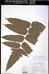 Diplazium accedens image