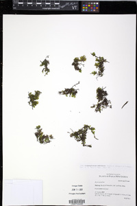 Didymoglossum tahitense image