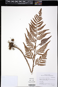 Rumohra adiantiformis image