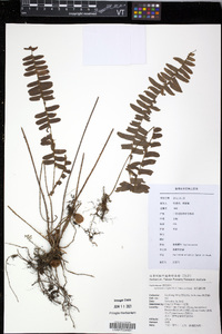Asplenium wrightii image
