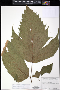 Tectaria trifoliata image