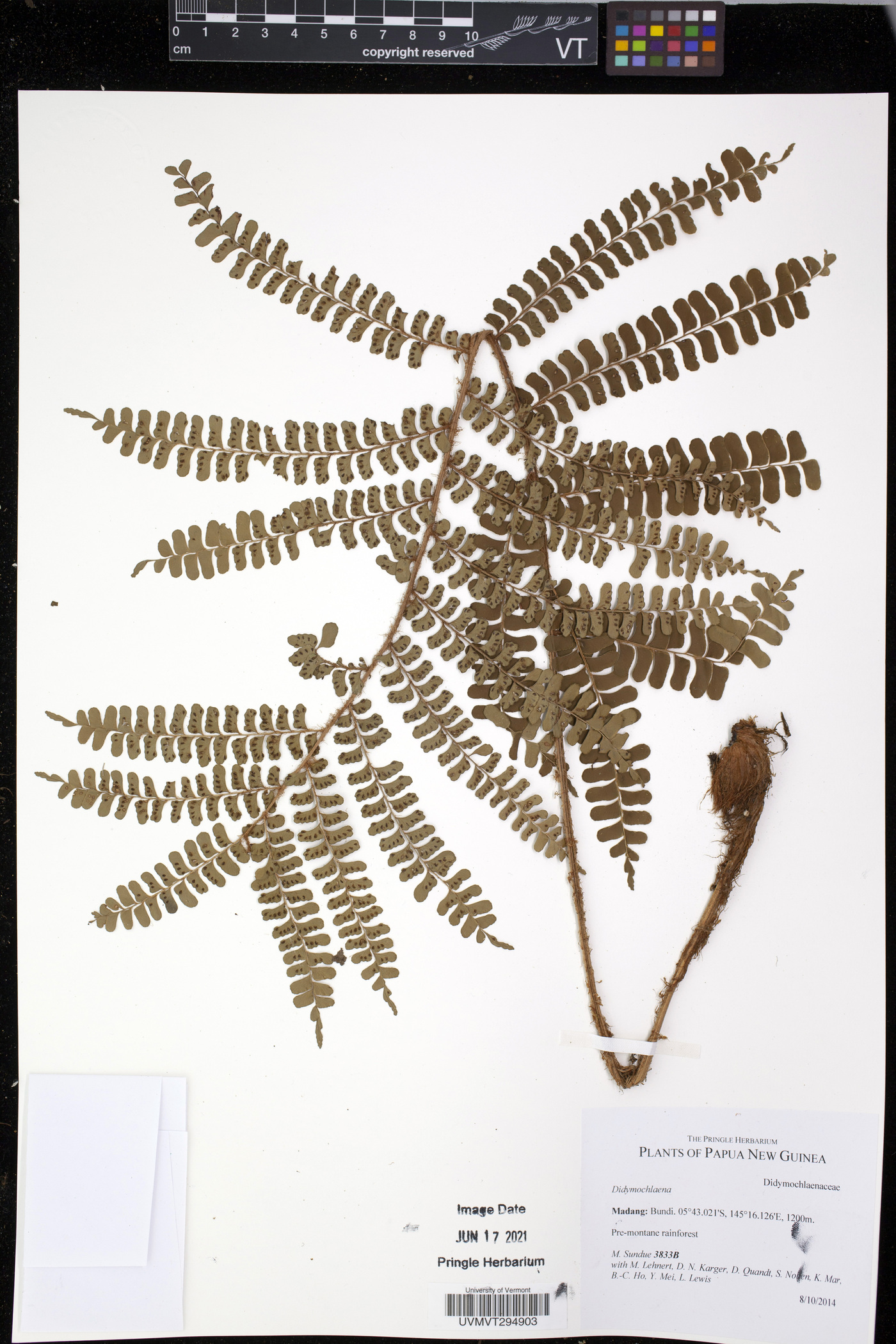 Didymochlaena oceanica image