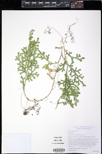 Selaginella plumosa image