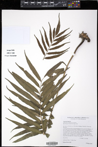 Meniscium angustifolium image