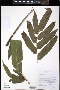 Meniscium reticulatum image