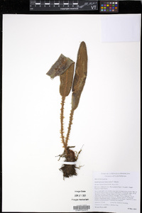 Elaphoglossum muscosum image