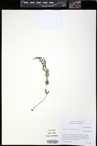 Cystopteris tenuis image