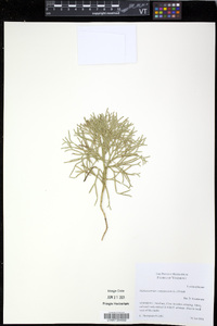Diphasiastrum complanatum image
