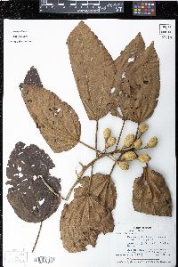 Hampea stipitata image