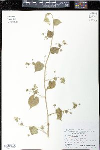 Herissantia crispa image