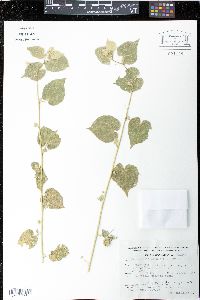 Herissantia crispa image