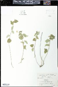 Herissantia crispa image