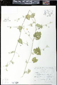 Herissantia crispa image