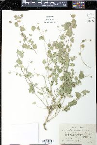 Herissantia crispa image