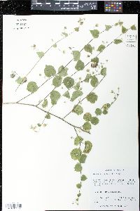 Herissantia crispa image