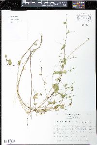 Herissantia crispa image