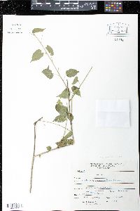 Herissantia crispa image