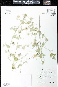 Herissantia crispa image