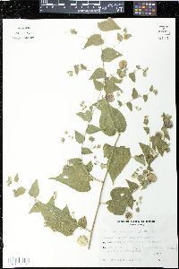 Media resource of Herissantia nemoralis