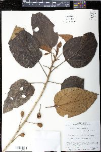 Hampea appendiculata image
