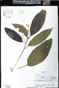 Hampea longipes image