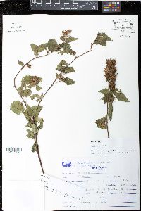 Malvastrum hillii image