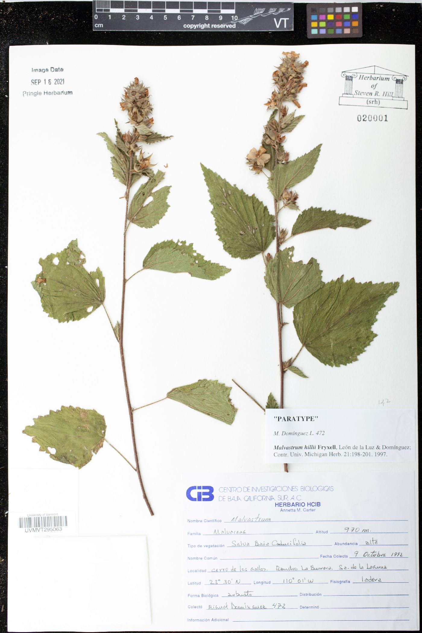 Malvastrum hillii image