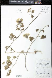 Pavonia cancellata image