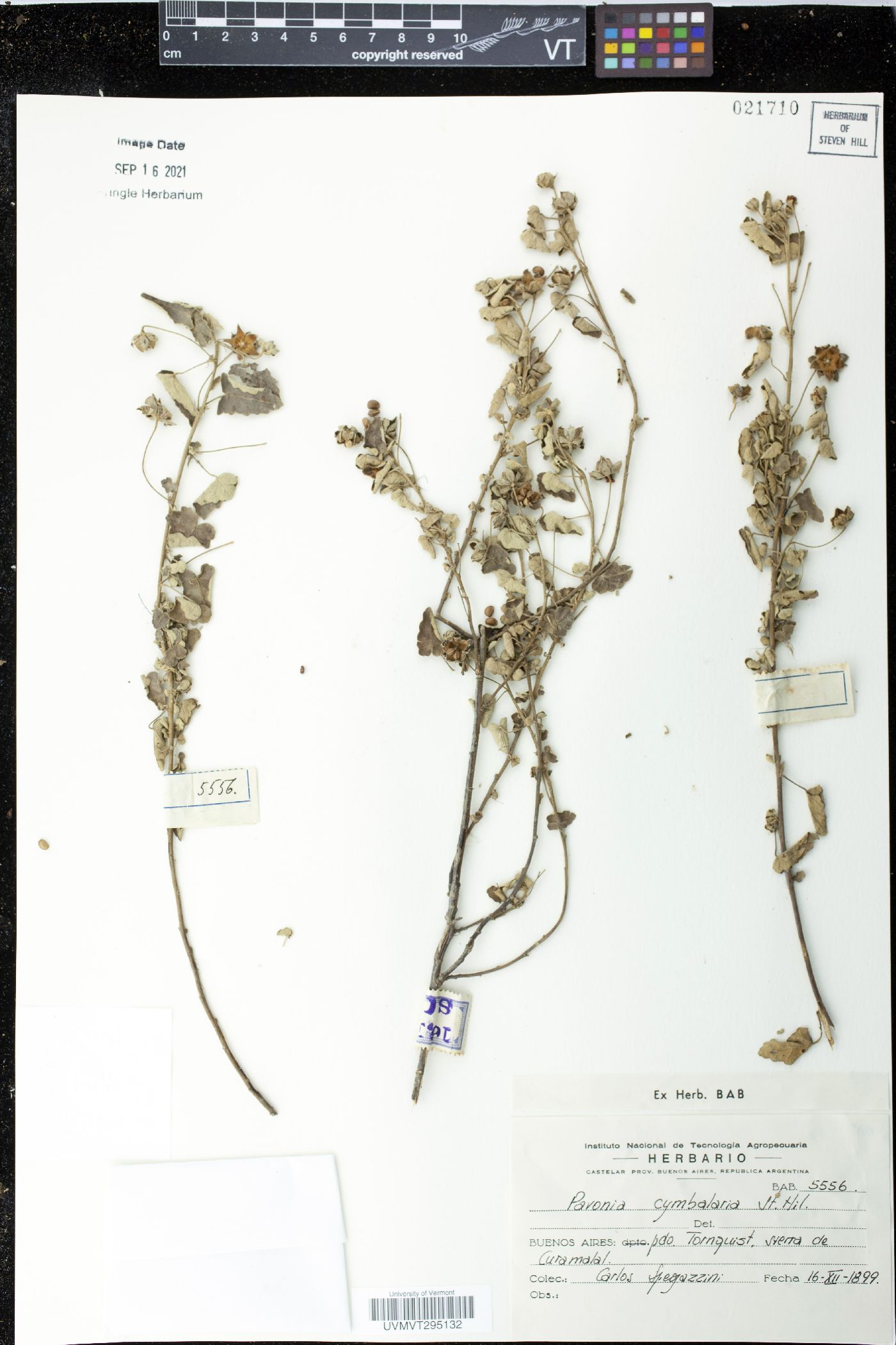 Pavonia cymbalaria image
