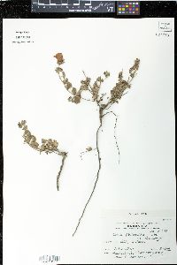 Pavonia glechomoides image