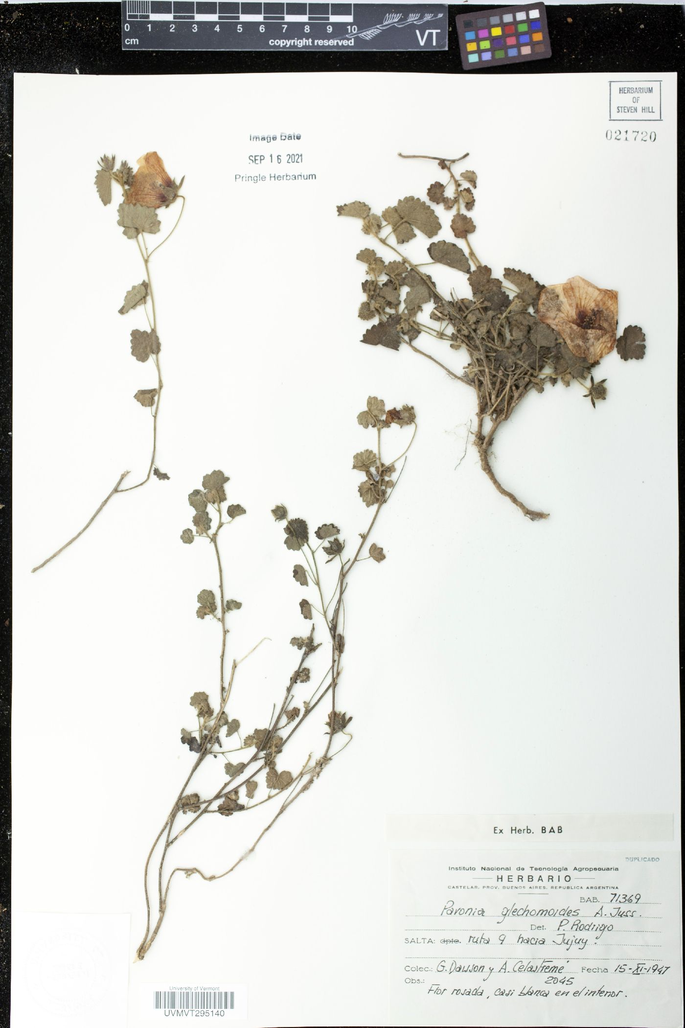 Pavonia glechomoides image