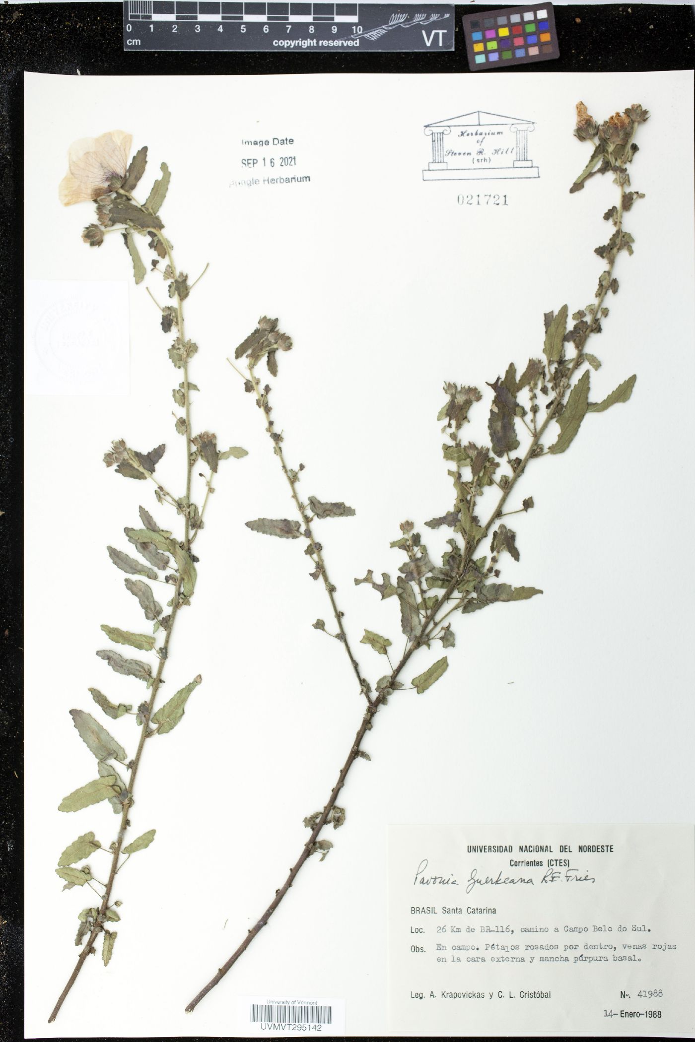 Pavonia guerkeana image