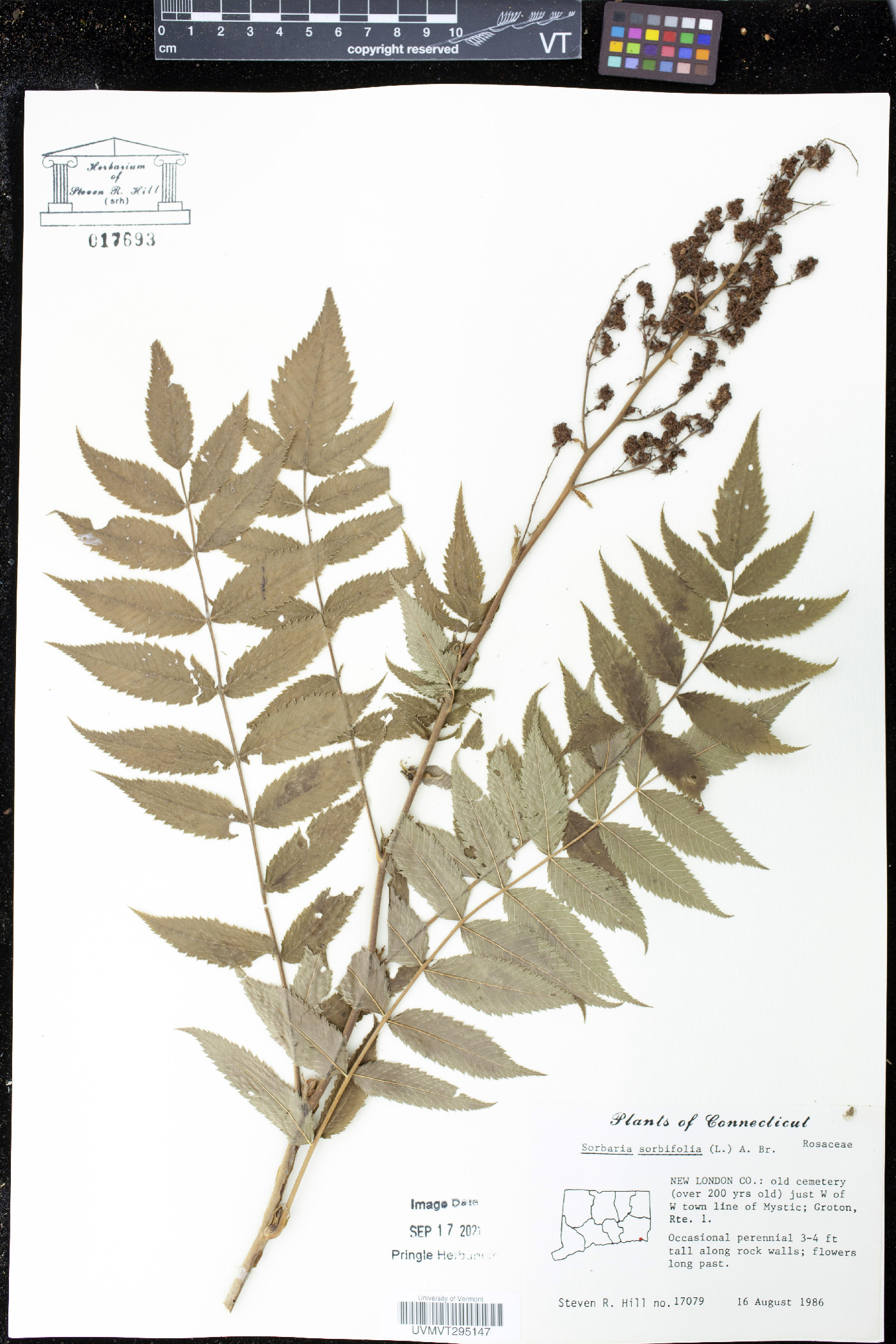 Sorbaria sorbifolia image