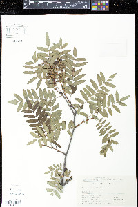 Media resource of Sorbus hupehensis