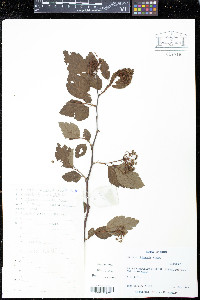 Spiraea nervosa image