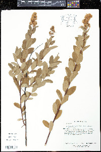Spiraea douglasii image
