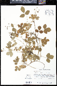 Rubus hispidus image