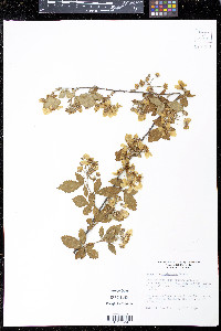 Rubus argutus image