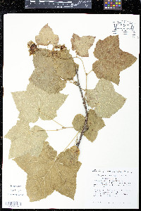 Rubus parviflorus image