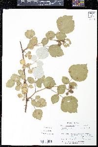 Rubus phoenicolasius image