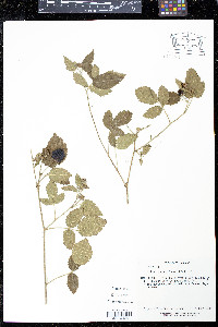 Rubus ursinus image