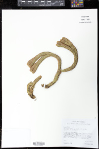 Phlegmariurus crassus image
