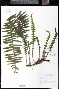 Pecluma consimilis image