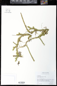 Lycopodiella alopecuroides image