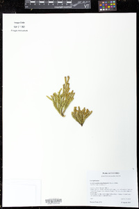 Austrolycopodium magellanicum image