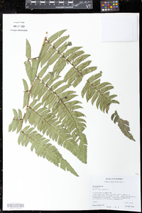 Polybotrya osmundacea image
