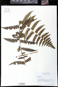 Dennstaedtia auriculata image