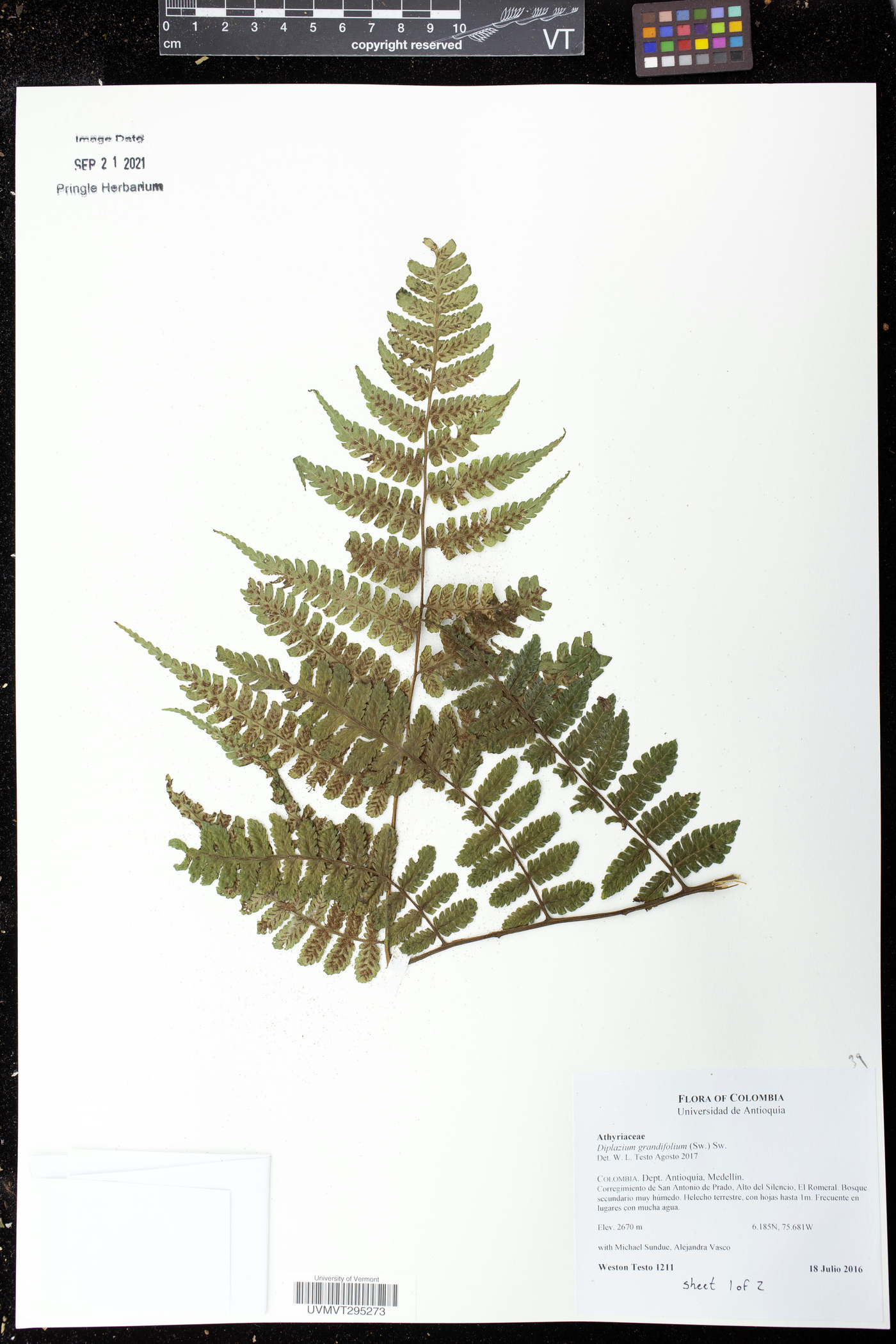 Diplazium tomentellum image