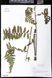 Diplazium tomentellum image